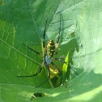 Green Hour Connection:  Not Just Your Garden Variety Spider