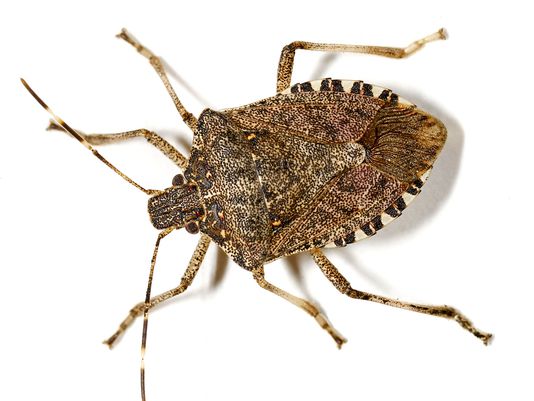 1381439295000-Brown-Marmorated-Stink-Bug-L0O9225