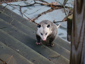 In February we discovered that we had two possum friends living under our porch - Pedro and Priscilla