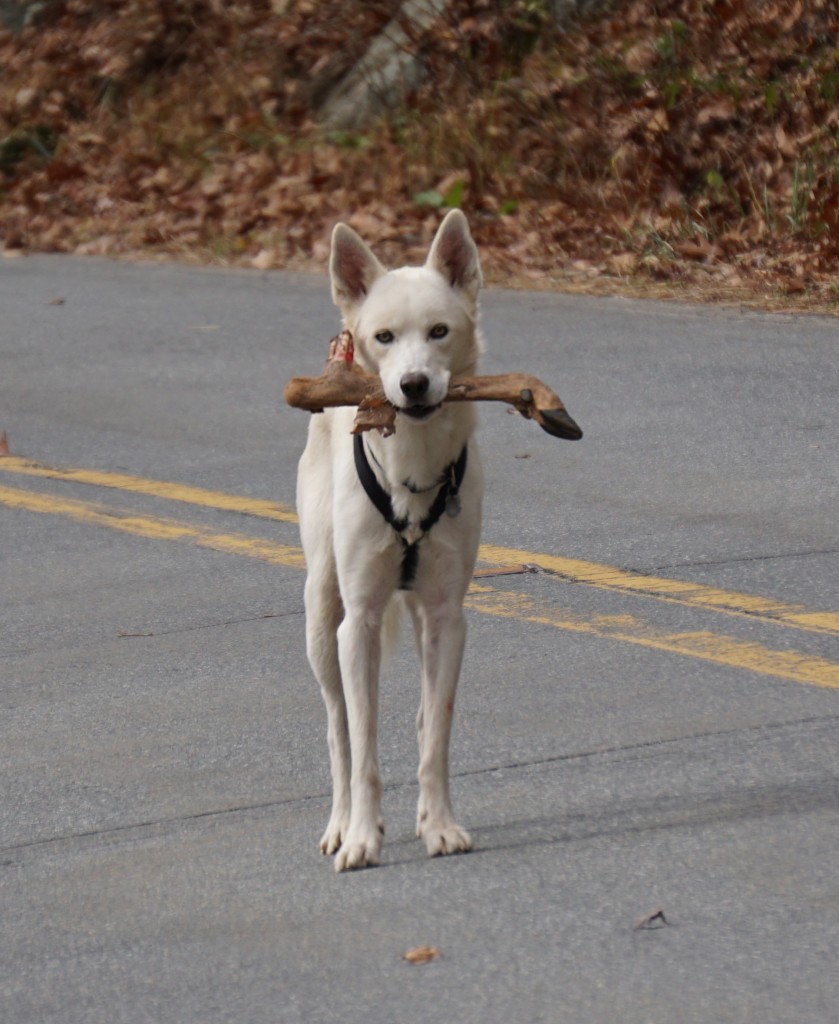 This dog came prancing towards us as we were packing up at The Dump.  "Look he's bringing us a stick," I say to Steve...YUCK!!!